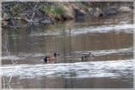 Blue-winged Teal