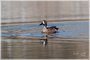 Blue-winged Teal