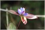 Bottle Gentian