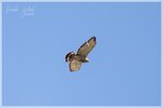 Broad-winged Hawk