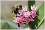 Brown-belted Bumble Bee