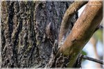 Brown Creeper