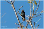 Brown-headed Cowbird