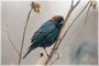 Brown-headed Cowbird