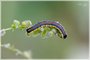 Brown-hooded Owlet Caterpillar