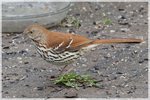 Brown Thrasher