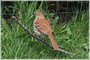 Brown Thrasher