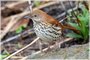 Brown Thrasher
