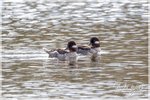 Bufflehead Females