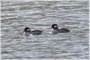 Bufflehead Females