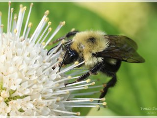 Bumble Bee on Buttonbush
