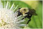 Bumble Bee on Buttonbush