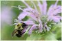 Bumble Bee on Wild Bergamot