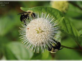 Bumble Bees on Buttonbush