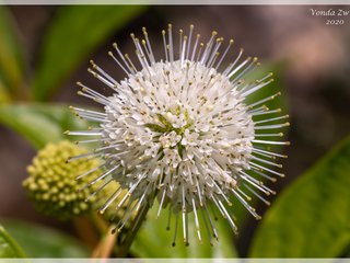 Buttonbush Flower