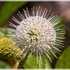 Buttonbush Flower