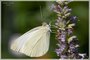 Cabbage White on Anise Hyssop