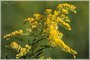 Canada Goldenrod