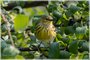 Cape May Warbler