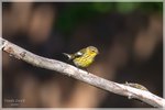 Cape May Warbler