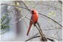 Northern Cardinal