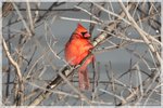 Northern Cardinal