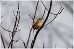 Carolina Wren