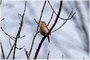 Carolina Wren