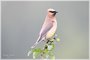 Cedar Waxwing