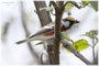 Chestnut-sided Warbler