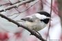 Black-capped Chickadee