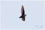 Chimney Swift