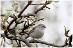 Chipping Sparrow