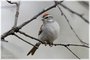 Chipping Sparrow