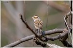 Clay-colored Sparrow