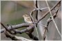 Clay-colored Sparrow