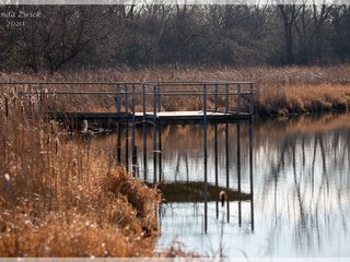 Common Cattail