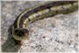 Common Garter Snake