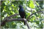 Common Grackle