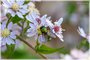 Common Green Bottle Fly