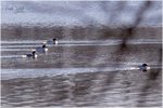 Common Mergansers