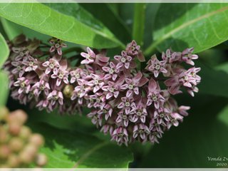 Common Milkweed