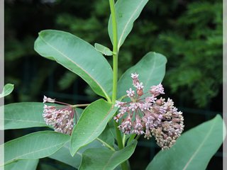 Common Milkweed