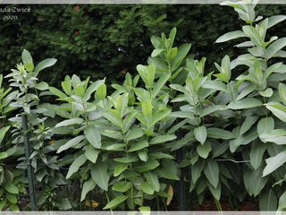 Common Milkweed