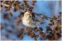 Common Redpoll