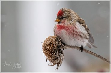 Common Redpoll