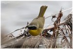 Common Yellowthroat