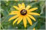 Coneflower Mining Bee