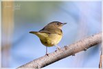 Connecticut Warbler - Immature