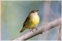 Connecticut Warbler - Immature